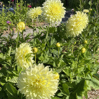 Dahlia- Trooper Dan (Tuber)