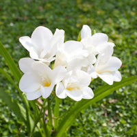 Freesia- Giant Single White