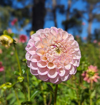 Dahlia- Vintage Wine (Tuber)