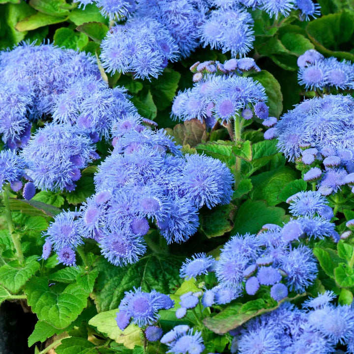 Heirloom Blue Ageratum Flower Seeds for Planting - Beautiful Blooms, Non-GMO garden seeds