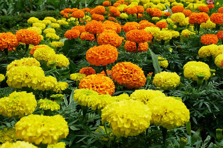 Heirloom Non-GMO Marigold Flower Seeds for Garden Planting – Bright Colorful Blooms