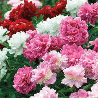 Fragrant Peony Mixture
