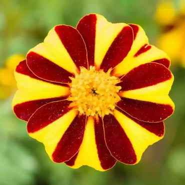 Marigold, French- Mr Majestic