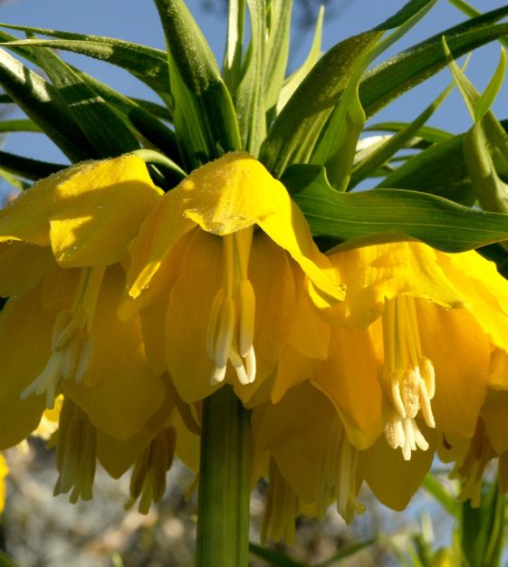 Maxima Lutea Crown Imperial Seeds