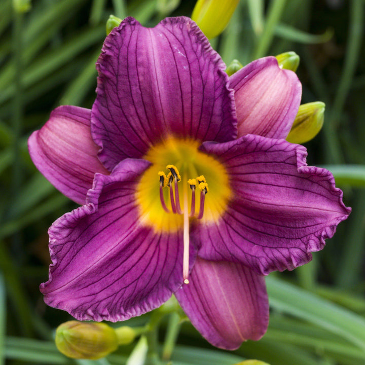 Heirloom Non-GMO Violet Hemerocallis Flower Seeds for Long-Blooming Perennial Garden Planting
