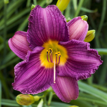 Heirloom Non-GMO Violet Hemerocallis Flower Seeds for Long-Blooming Perennial Garden Planting