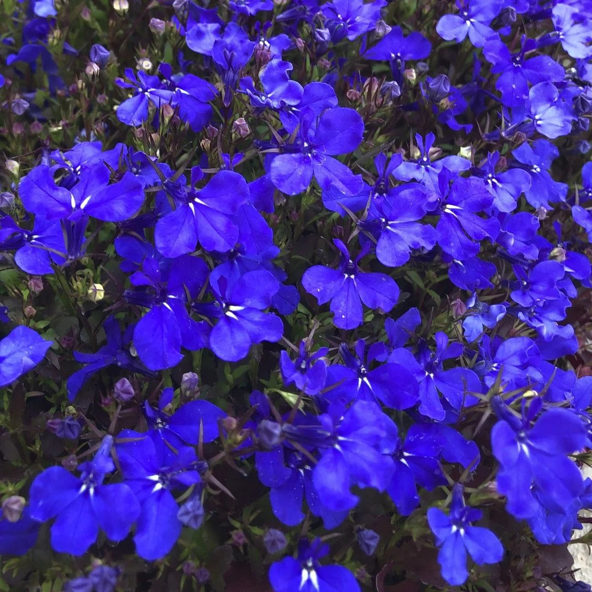 Lobelia- Crystal Palace