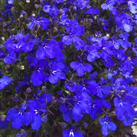 Lobelia- Crystal Palace