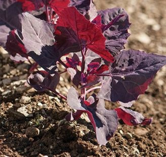 Ruby Red Orach – Organic Green Seed
