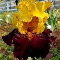 Kathy Chilton Bearded Iris