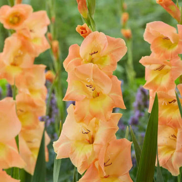 Gladiolus- Peche Melba