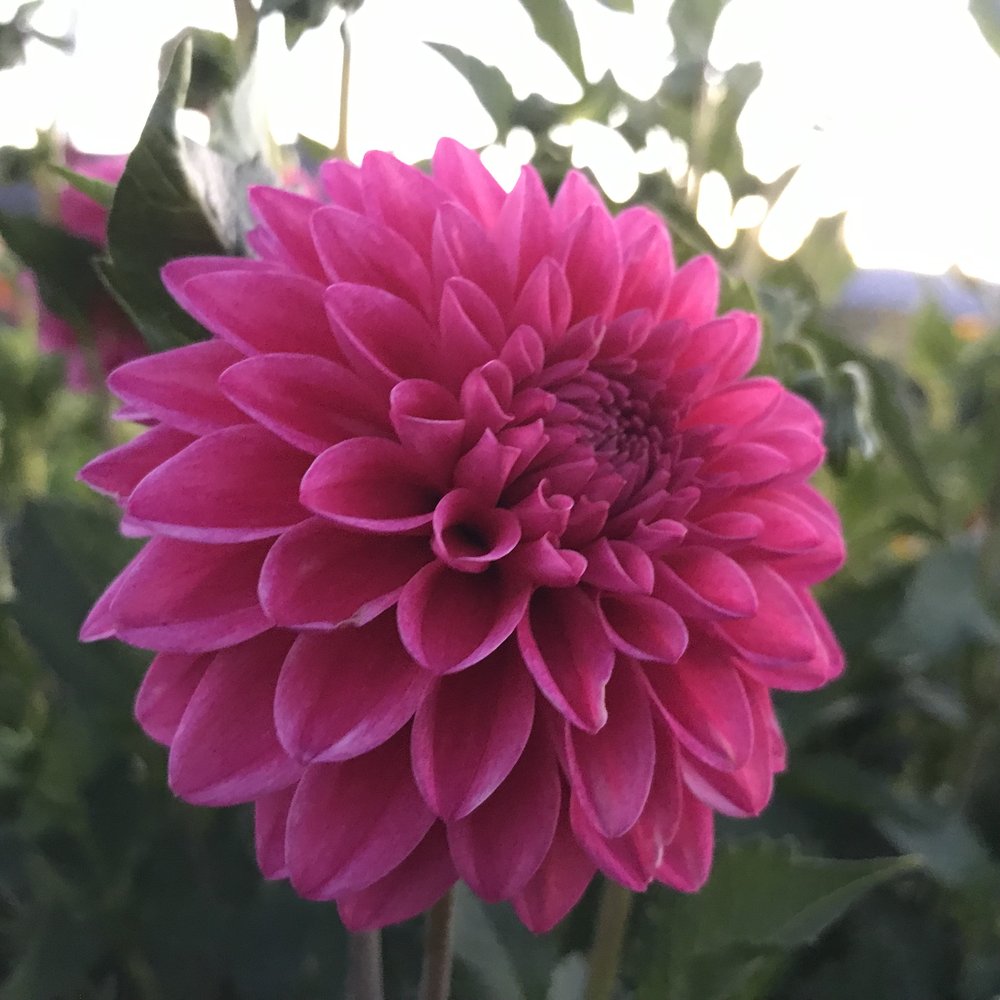 Dahlia- Tony's Deb (Tuber)