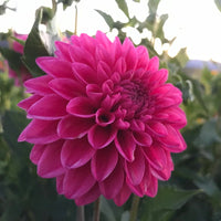 Dahlia- Tony's Deb (Tuber)