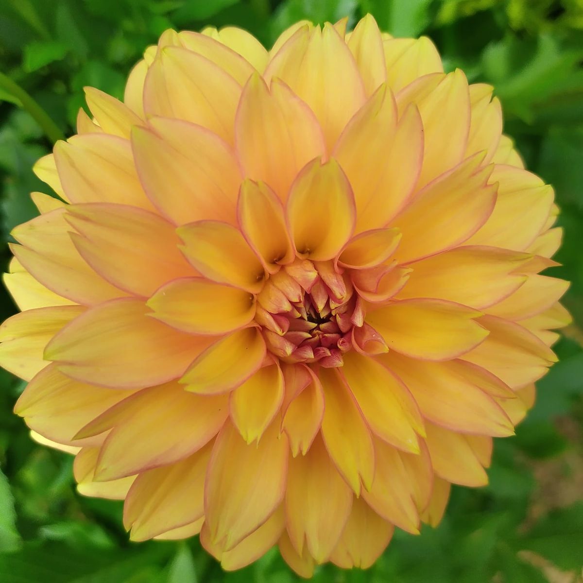Dahlia- Dixie (Tuber)