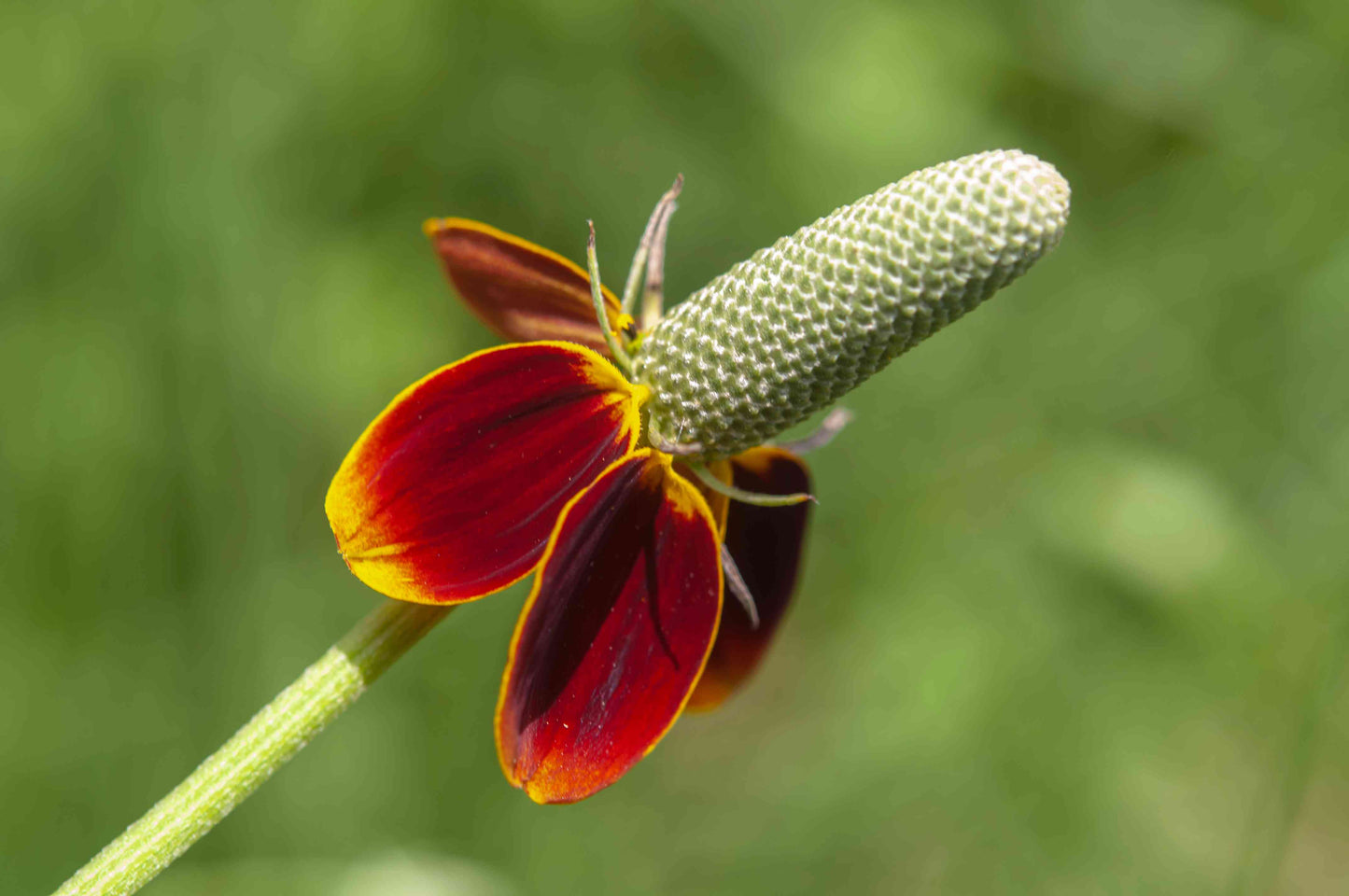Mexican Hat Flower
