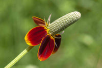 Mexican Hat Flower