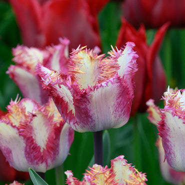 Colour Fusion Tulip Seeds