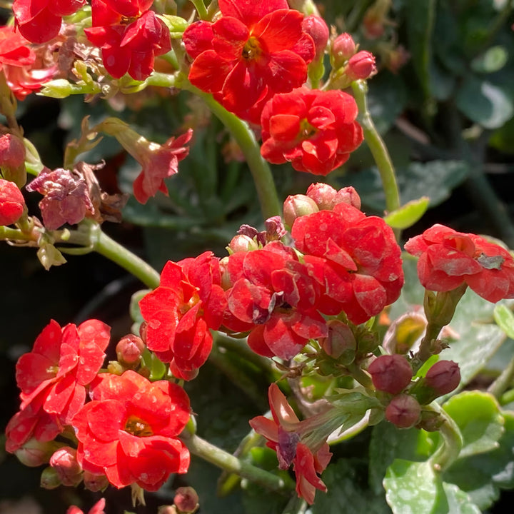 Organic Red Kalanchoe Flower Seeds for Planting – Heirloom, Non-GMO