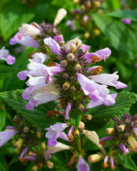 Catmint- Pink Panther