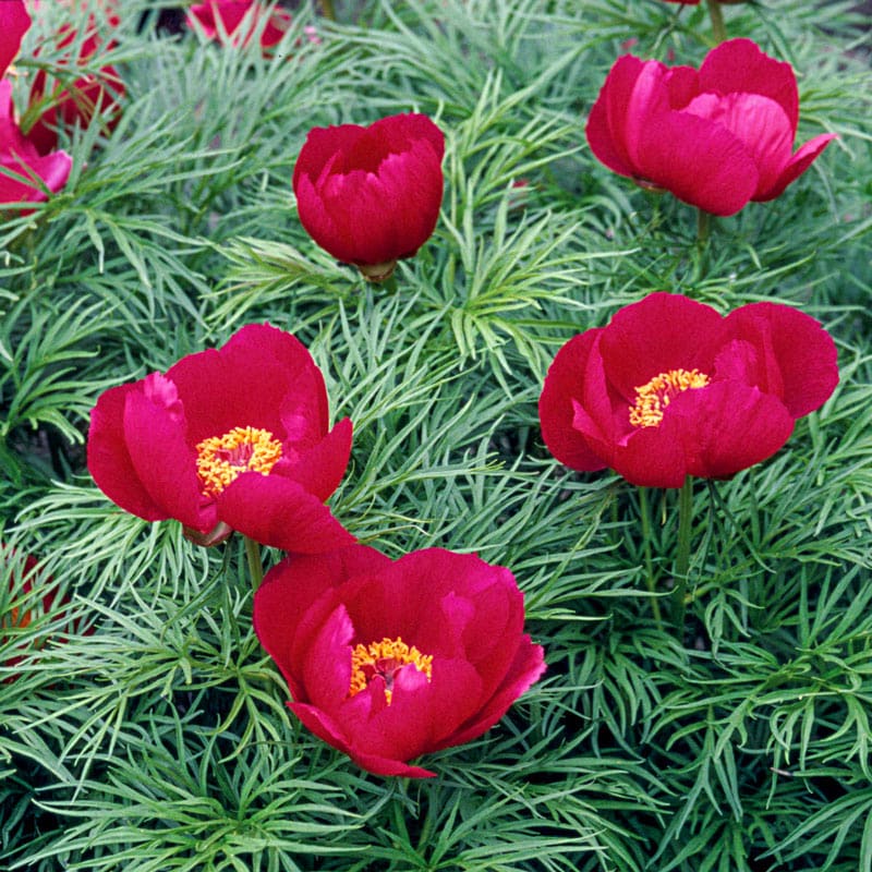 Fernleaf Peony