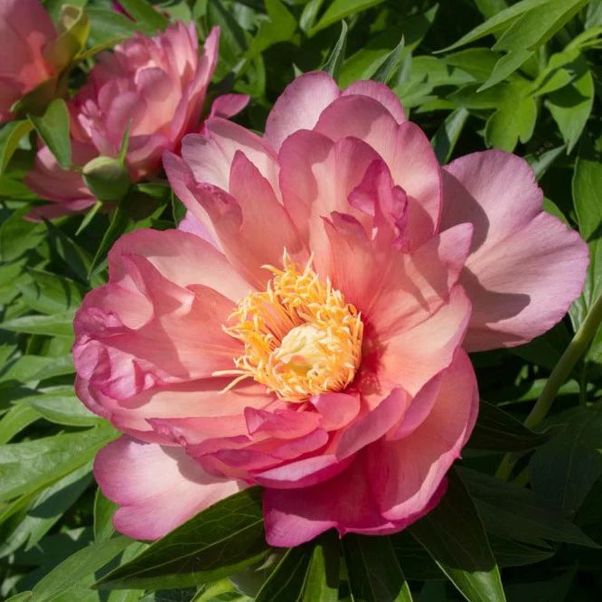 Julia Rose Itoh Peony