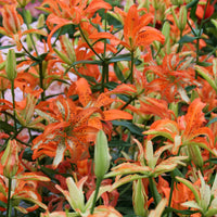 Double Asiatic Lily- Must See