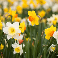 Mixed Daffodil Super Sak Seeds