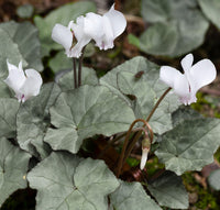Hardy Winter-Blooming Silver Leaf Cyclamen Mixture Seeds