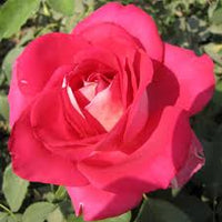 Picture Perfect Hybrid Tea Rose