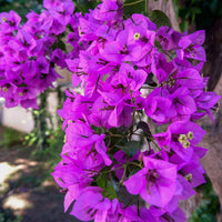 Organic Purple Bougainvillea Flower Seeds for Planting – Heirloom & Non-GMO Garden Seeds