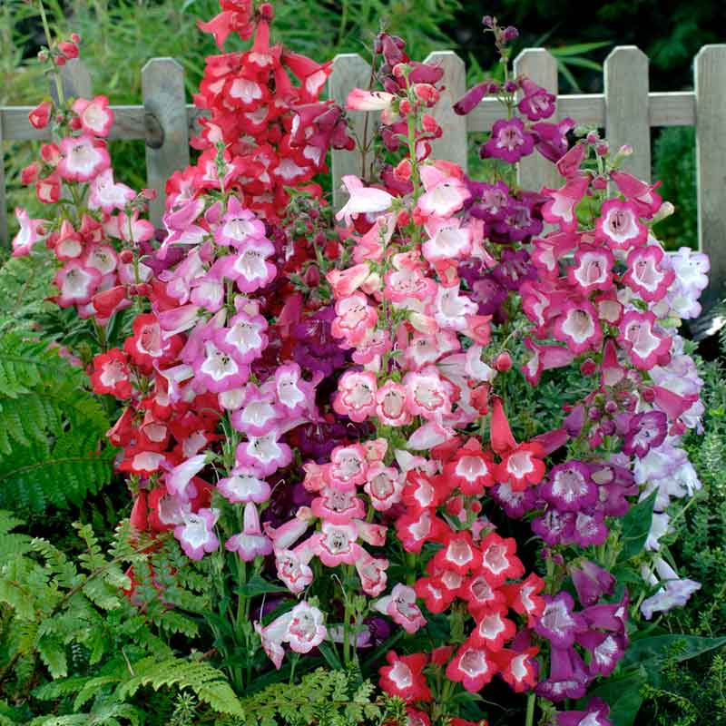 Penstemon- Sensation Mixed