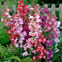 Penstemon- Sensation Mixed