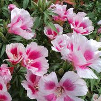 Godetia- Azalea Maiden Blush