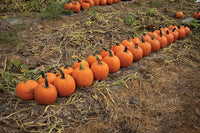 Renegade PMR – Pumpkin Seed