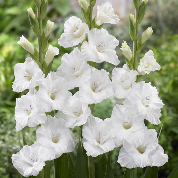 Gladiolus- Flevo Snow