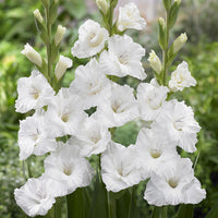 Gladiolus- Flevo Snow