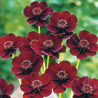 Chocolate Flowers Seeds