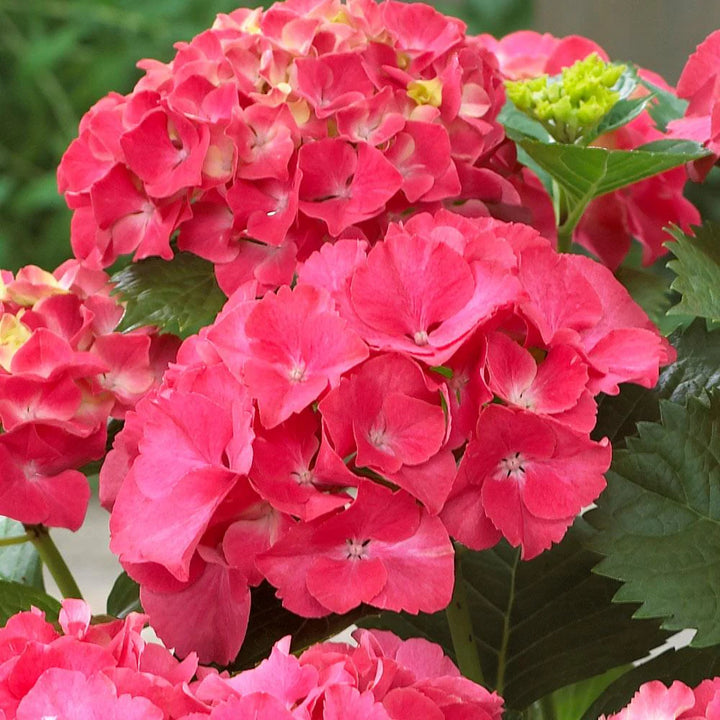 Heirloom Deep Red Hydrangea Flower Seeds, Non-GMO Vibrant Blooms for Planting