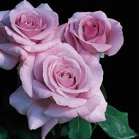 Neptune Hybrid Tea Rose