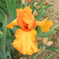 Disco Music Bearded Iris