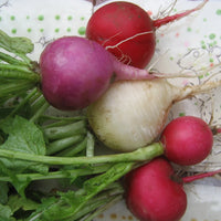 Easter Egg II – Radish Seed