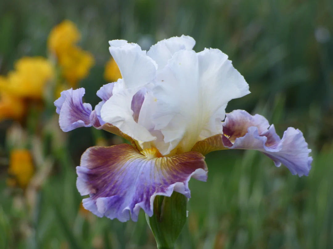 Get Back Reblooming Bearded Iris