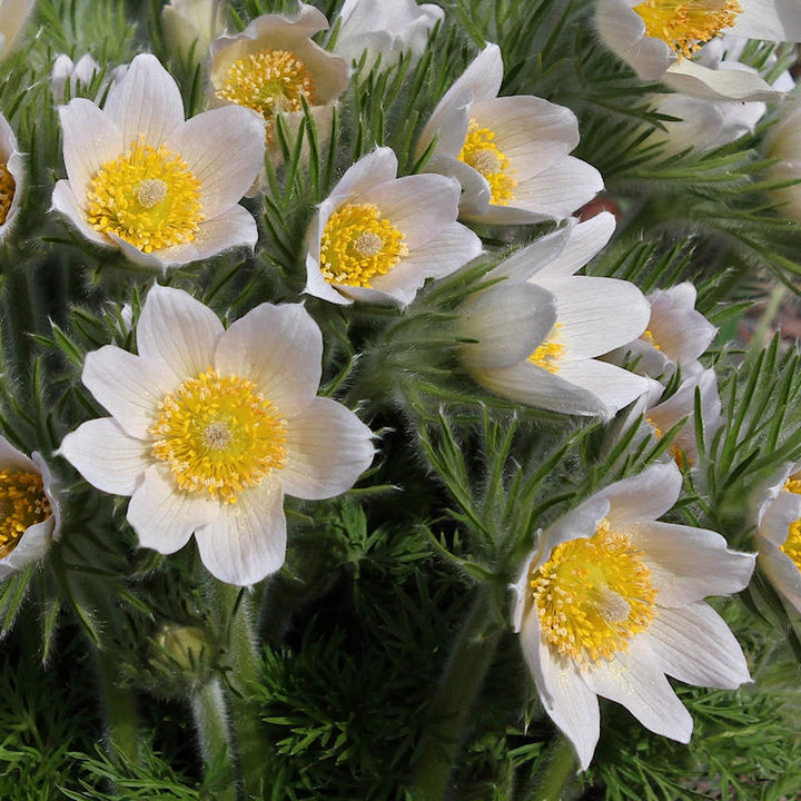 White Pasque Flower Seeds – Heirloom Non-GMO Perennial Seeds for Vibrant Garden Displays