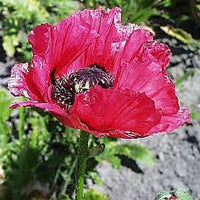 Watermelon Oriental Poppy