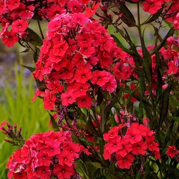 Red Wing Carpet Phlox