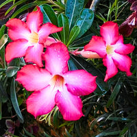 Pink Adenium Heirloom Non-GMO Seeds for Planting
