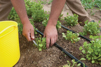 Claytonia – Specialty Green Seed