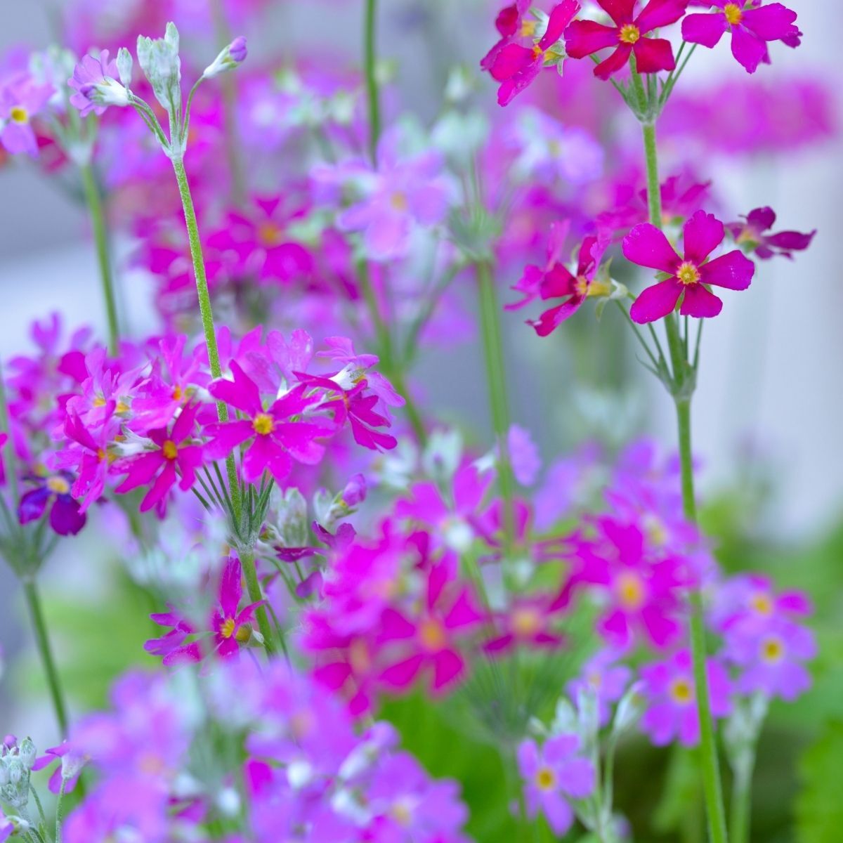 Primula Louise
