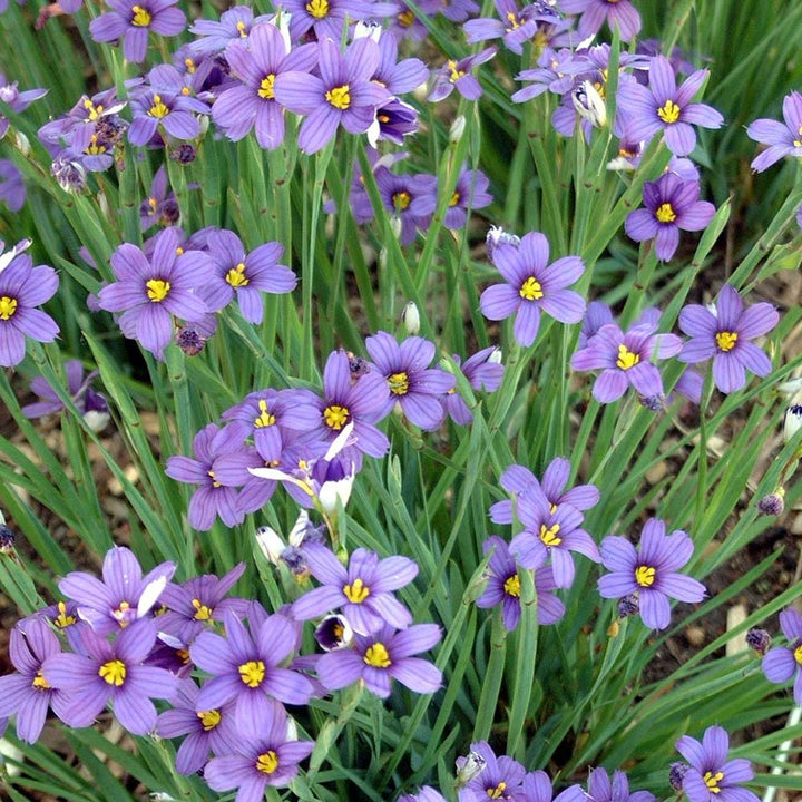 Sisyrinchium Flower Seeds – Heirloom, Non-GMO, Blue-Eyed Grass Blooms for Garden Planting