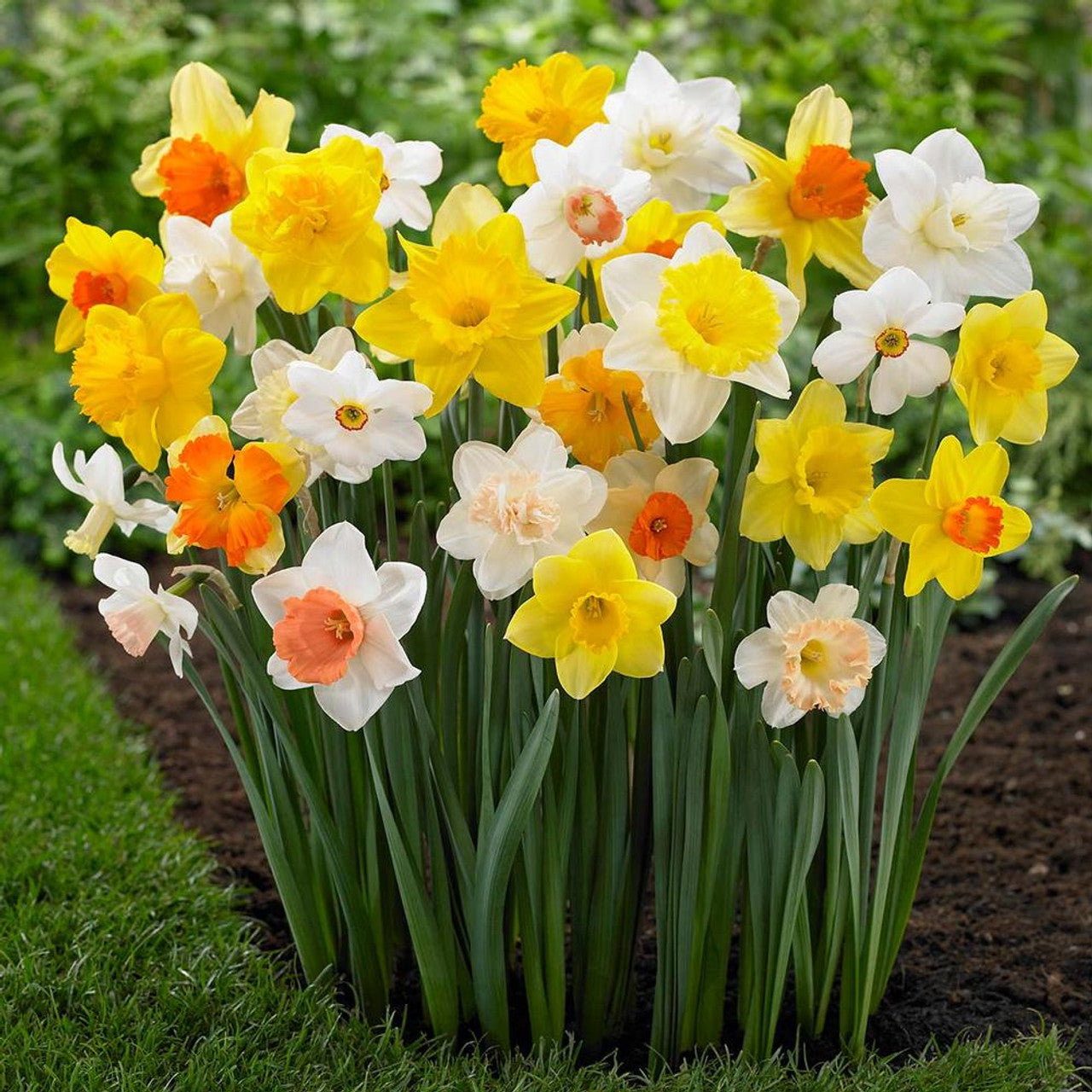 Green Daffodil Mixture Seeds